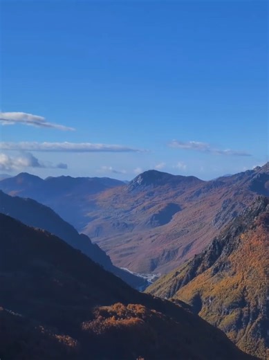 Hiking Adventures with Stray Dogs in Nature