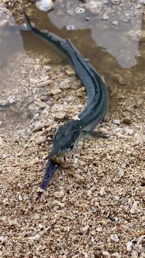olha que peixe estranho