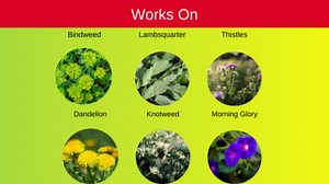 Hi-Yield (21414) 2,4-D Selective Weed Killer (16 oz)