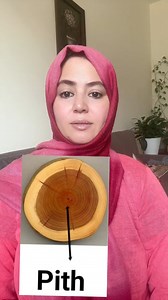 • “Do you know all the parts of a tree? 🌳 Let’s learn them together!” Tree Vocabulary for English Learners 🌳” Green life • Plant growth • Tree anatomy • Natural world • Nature study • Tree vocabulary • English vocabulary • Environmental learning • Plant science • Nature education #englishvocabulary #English #englishlearning #englishlearningtips #learning #englishgrammar #learnenglish #englishspeaking #EnglishForEveryone #englishlearning #EnglishForLife | Sadia English