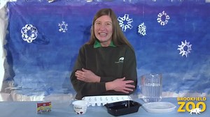 2.7K views · 96 reactions | Hello from your friends at the Hamill Family Play Zoo at Brookfield Zoo! This week we are creating some winter-time art; see how we got creative outside and then bundle up and do some art of your own. Please share pictures of your adventures or drawings! You can send them to ZooToYou@czs.org. Let's go! | Brookfield Zoo Chicago | Facebook