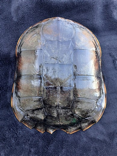 Snapping Turtle Shell - 10.75 Inches - Etsy