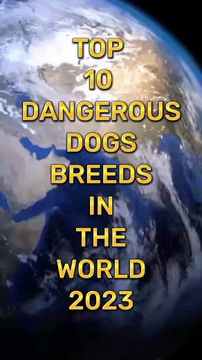 Top 10 Most Dangerous Dogs Breeds in the World