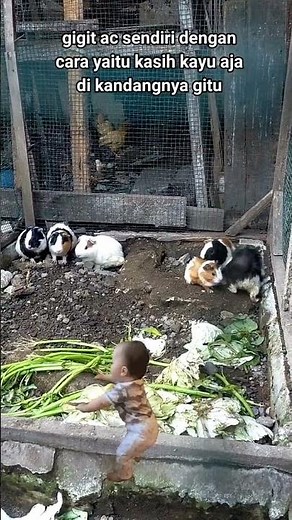 guinea pig breeding tutorial