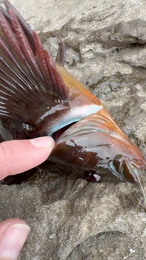 24K views · 325 reactions | THIS Fish Has Blue Meat! #animals #nature | Jacob Colvin | Facebook