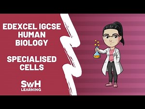 Specialised Cells | Edexcel IGCSE Human Biology