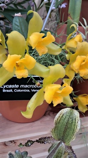 Rare Exotic Orchid Species 🌿 Lycaste macrobulbon from South America #flowers #orchid #exoticflowers