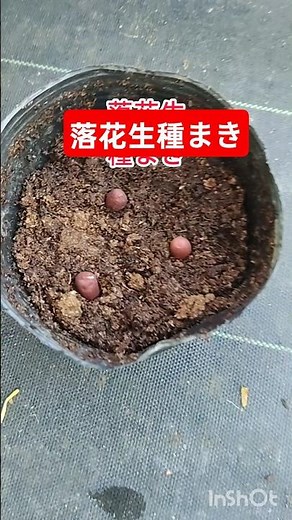 落花生種まきやり方種の向き：落花生の種には「とんがり（幼根が出る方）」があります。ここを下に向けて土に挿すか、横向きにして置きます。種の頭（半分〜上の1/3程度）が少し土から出ている状態にします
