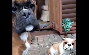 Boxer desperately attempts to befriend ceramic dog