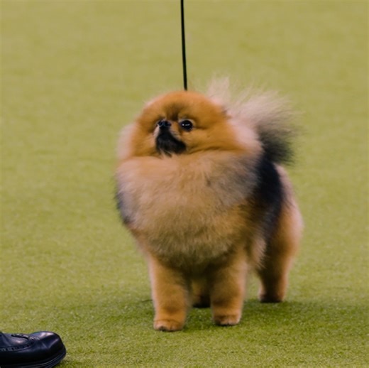 Celebrate every wag, woof, and wow. The 150th Westminster Kennel Club Dog Show returns to The Garden on Feb 2 & 3. Get tickets today! | Madison Square Garden