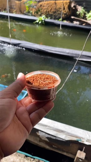 4K views · 37 reactions | Feeding #fbreels #isdangmaot #BULINGITLINE #fb #tips #fishkeeper #goldfish #hobby #fish #feeding #pellets | Mj Aquatics Bulingit Line | Facebook