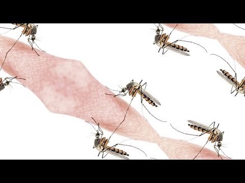 Video: Mosquito-Borne Disease Prevention