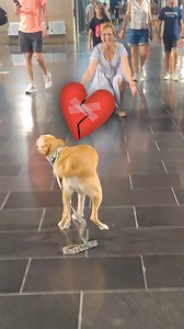 2.4M views · 103K reactions | The Most Heartwarming Dog Reunions沈 | Animal Lovers | Facebook