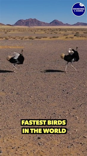 Fastest Birds In The World | Engineering & Science
