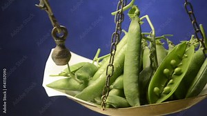 Pisum sativum Guisante Đậu Hà Lan Chícharo Ärt Groch zwyczajny Peas Piselli Arveja Pisello Pea