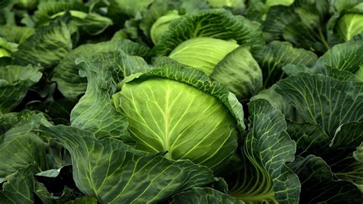 Cabbage cleaning tips: കാബേജ് വെറും വെള്ളത്തിലല്ല കഴുകേണ്ടത്! പുഴുവിനെ തുരത്താൻ ഇതാ മാർഗം