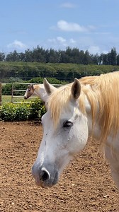 It's National Farm Animal Day! 🐰🐎🐐 Here are only a FEW of the incredible animals we have at the ranch! Which one is your favorite? #farmanimals #nationalfarmanimalday #ranchlife #ranching #animallovers #babyanimals | Gunstock Ranch