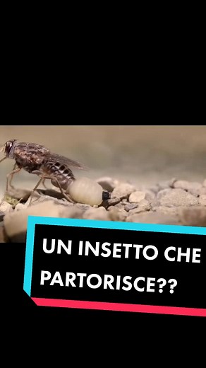 Un insetto che partorisce e nutre la larva con il latte?? #parassitismo #divulgazionescientifica #divulgazione #biologia #scienza #parassiti #moscatsetse #trypanosoma #riproduzione #insetti #vettori #vettore #larva #stem #greenscreen