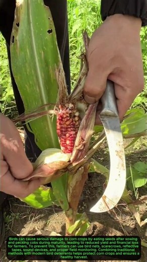 Damage to Corn Crops Caused by Birds and How to Prevent It#CornCropProtection 🌽🐦