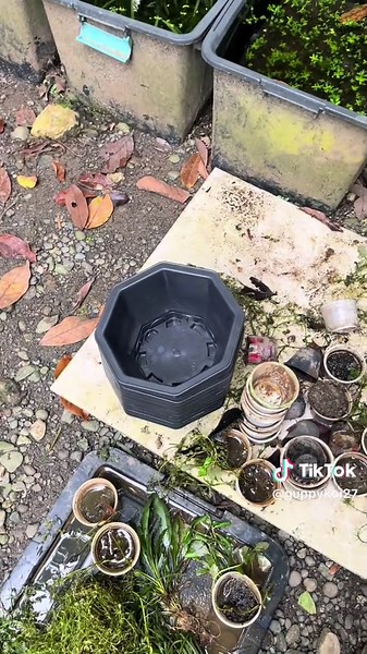 Setup ng Reftub for Guppy Fish Tank