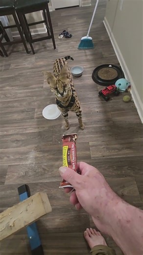 Pouncer gets disgusted by my granola bar.