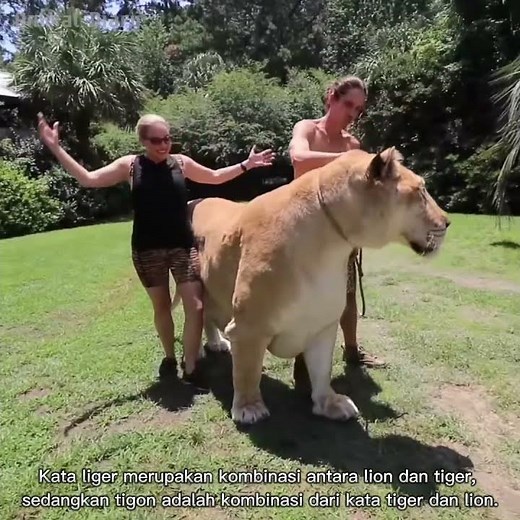 LIGER & TIGON, The Biggest Cat in the World ❗️