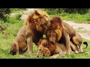 Dominance or Mating? Male Lions Display Unusual Behavior
