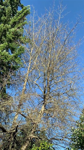 Small birds chirping #birds