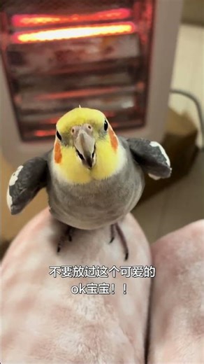 咕叽咕叽This Tiny Parrot Nails the Beat! 🎵 So Cute! #cockatiel #birds #parrot #pets #cute #shorts #玄凤鹦鹉