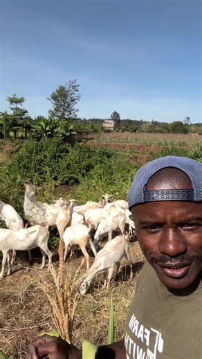 Goats farming