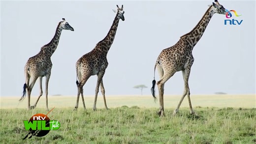 4.2K views · 134 reactions | The tall task of tracking, capturing and tagging the Masai giraffe in the Masai Mara. #NTVWildTalk | NTV Kenya | Facebook