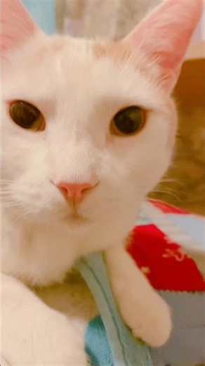 Cat on a spinny chair #cats #funnyanimals