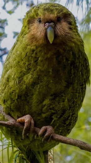 🟢 One of the world’s rarest and most remarkable birds — the kākāpō 🦜🌿Once thought extinct, this nocturnal, flightless parrot from New Zealand has made an inspiring comeback thanks to decades of conservation work. With fewer than 250 individuals left, every chick counts, every feather matters, and every call echoes hope for the future of Aotearoa’s wildlife. 💚#Kakapo #NZBirds #EndangeredSpecies #ConservationSuccess #NewZealandWildlife #Aotearoa #RareBird #KakapoRecovery #SaveTheKakapo #WildNZ