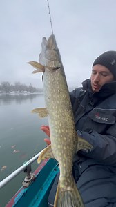 Deadbait auf Hecht mit der Pose. Für mich im Winter einfach unschlagbar. Köderfisch raus, treiben lassen, suchen. Der Blick bleibt auf der Pose. Manchmal zieht sie langsam weg. Manchmal ist sie auf einen Schlag weg. Egal wie. Wenn sie abtaucht, ist es einfach nur geil. 🎣 #hechtangeln #deadbait #poseangeln #raubfischangeln #pikefishing #winterangeln #fishinglife #predatorfishing #angelnmachtglücklich #bigpike | keepfishingtv