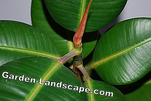 Plants: Rubber tree - care and diseases | 2025