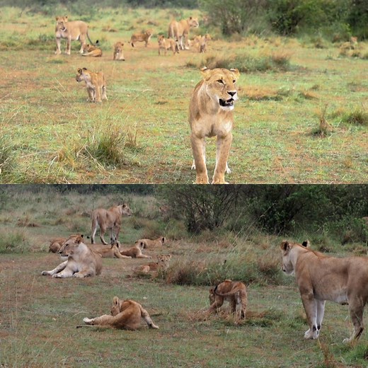 2.8K views · 78 reactions | Next generation #safariwithedselempo ORIGINS SAFARIS | Edwin Selempo | Facebook