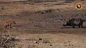 437K views · 8.3K reactions | Witness the harmony of the wild! A heavily pregnant Hyena and Buffalo cross paths at the watering hole, reminding us of nature's beauty. #WildCoexistence #HyenaBuffaloMeet #WateringHoleWonders" | Wildest Kruger Sightings | Facebook