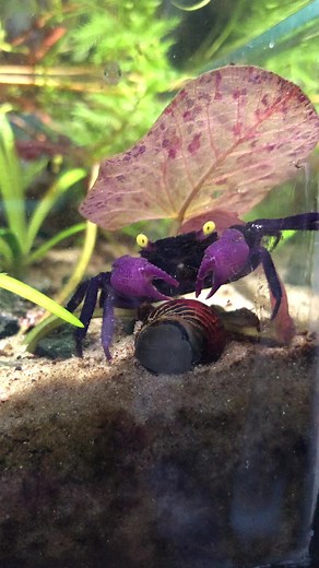 Vampire Crabs: Care Tips for Your Freshwater Aquarium