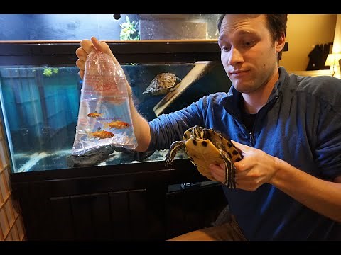 Can Fish Live with Your Pet Turtle? - Let's Try!