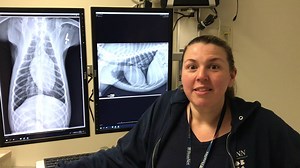 1.9K views · 84 reactions | Veterinary technicians are critical to the day-to-day function of Ryan Hospital, and play vital roles in preserving animal health and welfare. National Veterinary Technician Week provides an opportunity to recognize veterinary technicians’ contributions. #NationalVetTechWeek Please meet Amy from Radiology! | University of Pennsylvania School of Veterinary Medicine | Facebook