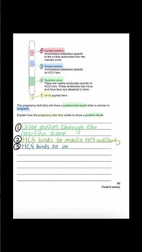 GCSE Biology - Monoclonal Antibodies 6 Marks (Pregnancy Test - HCG) ✅#gcse #biology