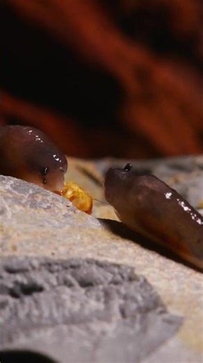 Epic slug fight part 3 #slugs #snail
