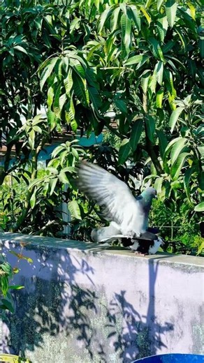 Pigeons mating. #birds #pigeon #pigeonmating