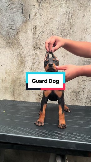 Doberman Puppy Development from 1 to 3 Months