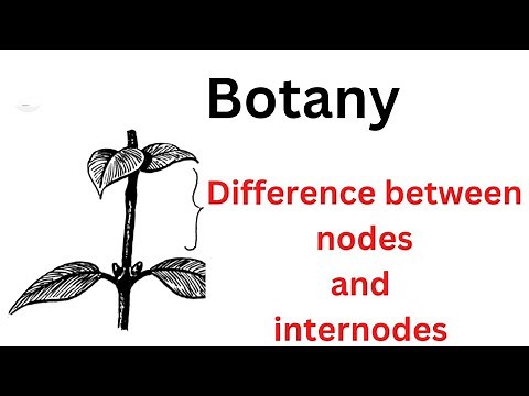 botany: difference between nodes and internode