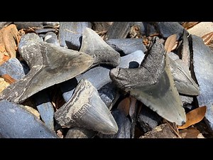 Digging a Pile of Megalodon Teeth