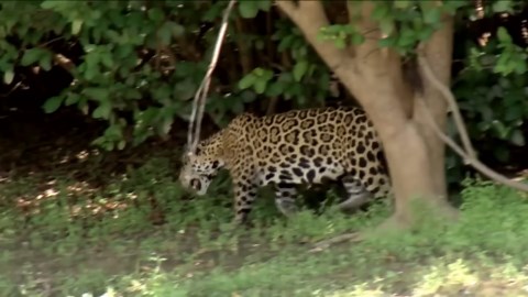 Long Beak, Big Power – How an Anteater Turned the Tables on a Leopard Attack?