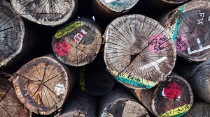 The grave human cost of teak wood - and alternatives - Yachting World