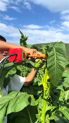Precision Tobacco Topping: High-Efficiency Electric Shears in Action #shorts