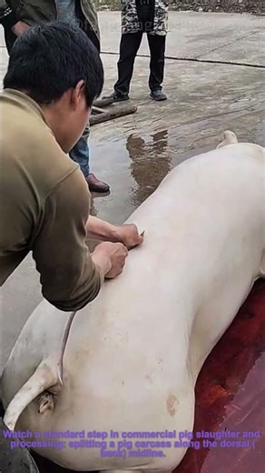 Post-Slaughter Pig Processing: Dorsal Midline Carcass Splitting